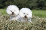 BICHON FRISE 445